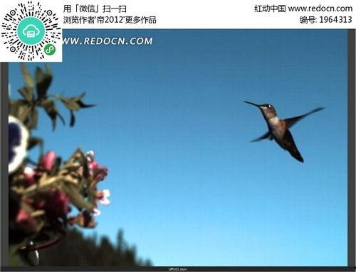 国产蜂鸟在线观看视频,在线观看，探索智能无人机新篇章  第1张