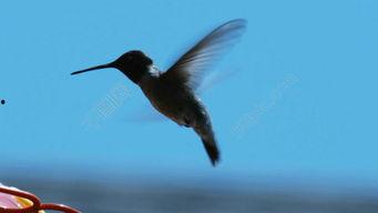 国产蜂鸟在线观看视频,在线观看，探索智能无人机新篇章  第2张