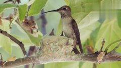 国产蜂鸟在线观看视频,在线观看，探索智能无人机新篇章  第3张