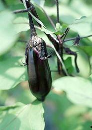 f二代国产茄子视频,F二代茄子视频惊艳亮相