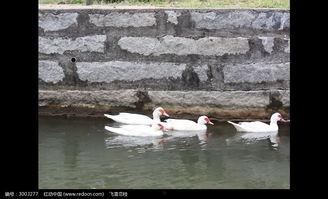 国产鸭子免费视频