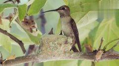 国产蜂鸟在线观看视频,在线观看，探索智能无人机新篇章